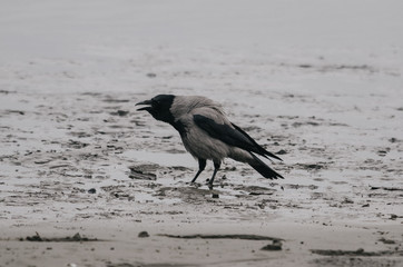 crow on the beach