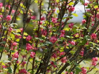 Ribes sanguineum - Groseillier &agrave; fleurs  en grappes de couleur rose, rouge et blanc.