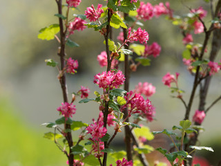 Ribes sanguineum - Groseillier à fleurs  en grappes de couleur rose, rouge et blanc.