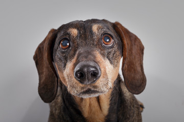 Studio portrait of an expressive Teckel dog against neutral background