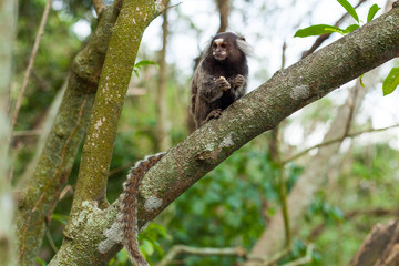 Marmoset Callitrichidae in the forest