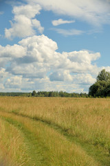 Obraz premium Landscape of meadow road and forest