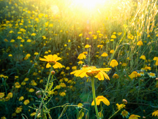 Field yellow flowers and green grass in the golden rays of sunset.