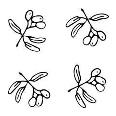 olive branch vector sketch