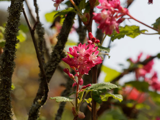 Ribes sanguineum - Groseillier à fleurs  en grappes de couleur rose, rouge et blanc.