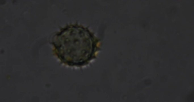 biosp&auml;hre micro