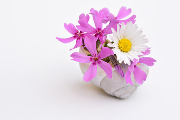 Phlox subulata and Daisy flower in a small vase from an empty snail shell