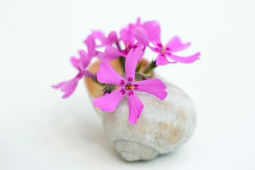 Phlox subulata flower in a small vase from an empty snail shell