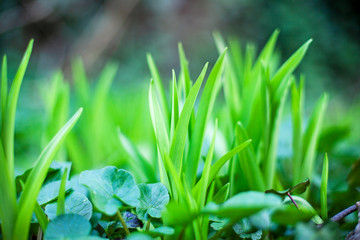 Grass in the garden close up.