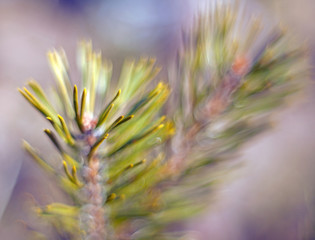 Pine needles with blurred background and bokeh