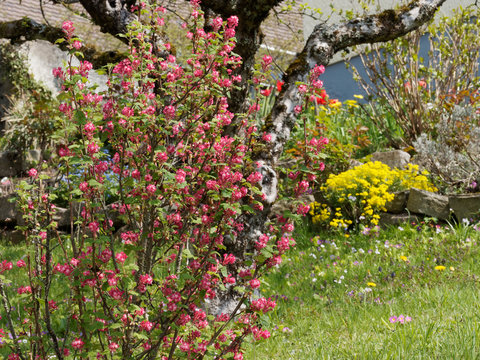 Ribes sanguineum - Groseillier &agrave; fleurs en grappes de couleur rose, rouge et blanc.
