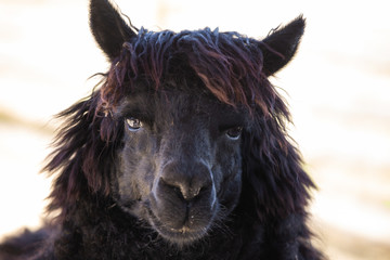 Closeup portrait of cute animal looking at camera.