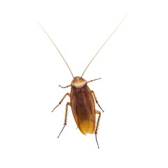 Cockroach isolated on a white background.