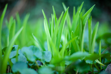 Image petals of grass in the garden close up.