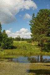 Landscape with forest lake