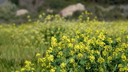 Black Mustard bloom in spring