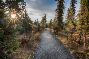 Denali National Park Path - 261335868