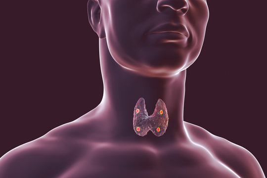 Thyroid and parathyroid glands in human body, 3D illustration