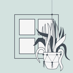 houseplant in macrame hanger with window