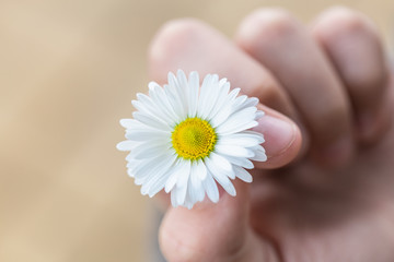 Close up top view of 1 kids hand holding one fresh daisy white and yellow flower isolated on blurry background. Horizontal color photography.