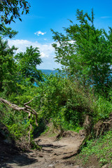 南国の山道を登る