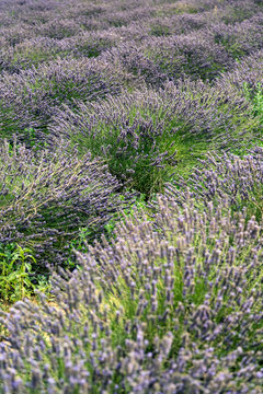 Lavendel