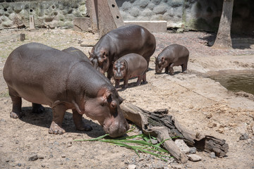 Hippopotamus family taking the sun