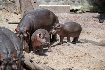 Baby hippopotamus with family