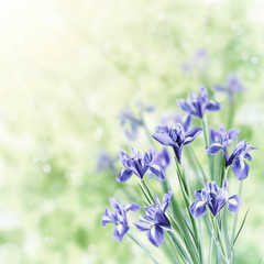 Spring Background with Iris