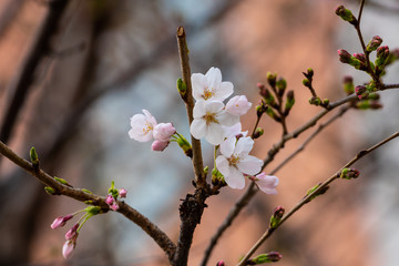 Cherry blossom in spring for background or copy space for text