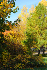 Fototapeta premium Autumn gold beauty nature wallpaper trees leaves beautiful