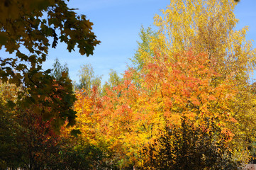 Fototapeta na wymiar Autumn gold beauty nature wallpaper trees leaves beautiful