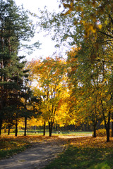 Naklejka premium Autumn gold beauty nature wallpaper trees leaves beautiful