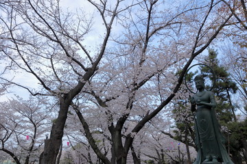 日本　王子　飛鳥山の桜