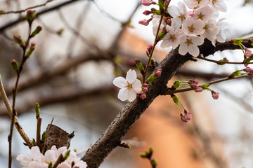 Cherry blossom in spring for background or copy space for text