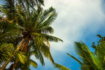 Tropical background of colorful coconut palm leaves against blue sky