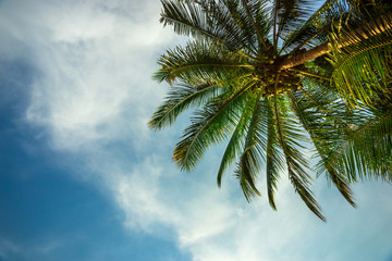 Fototapeta na wymiar Tropical background of colorful coconut palm leaves against blue sky