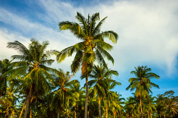 Plakat Tropical background of colorful coconut palm leaves against blue sky
