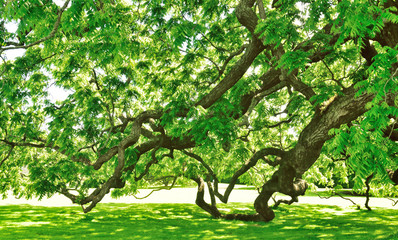 Obraz premium Woodland and Trees.