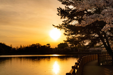 桜と夕日