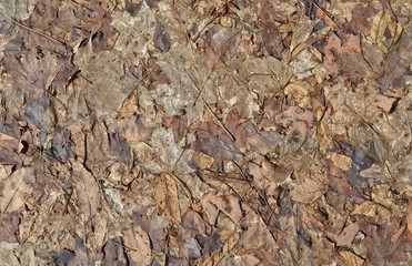 Leaf Litter after Winter