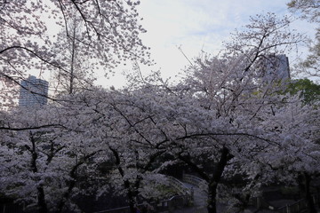 日本　王子　音無親水公園の桜