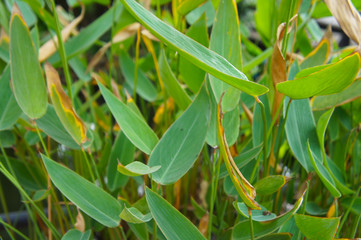 Obraz premium Thalia dealbata hardy water canna green plant