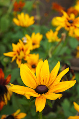 Yellow rudbeckia or black-eyed-susan flowers vertical