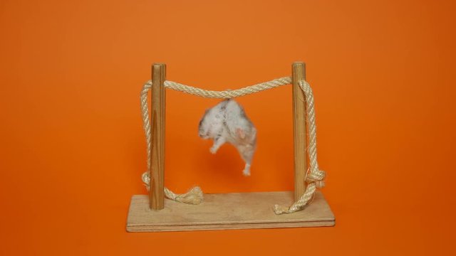 circus hamster on the crossbeam