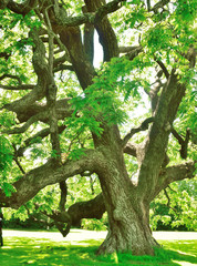 Fototapeta premium Woodland and Trees.