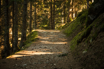 Obraz premium A stony path in a dark forest. Gentle sunlight between the trees.