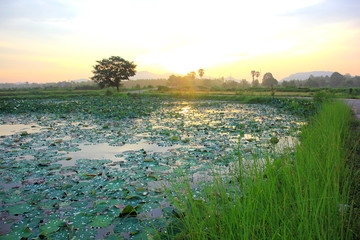 Lotus pond in the morning on the sunset