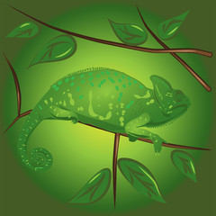 Vector color Chameleon