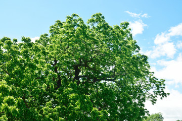 Woodland and Trees.